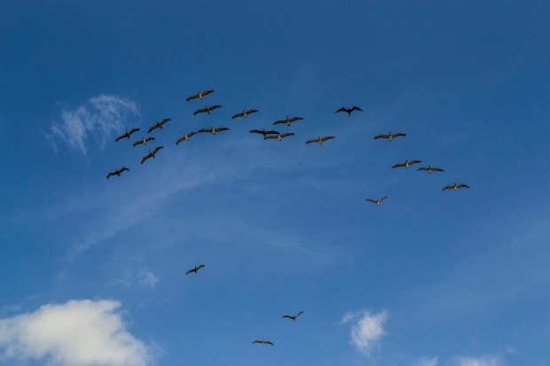 Imagen: Gaviotas volando en el cielo azul de Órganos.
